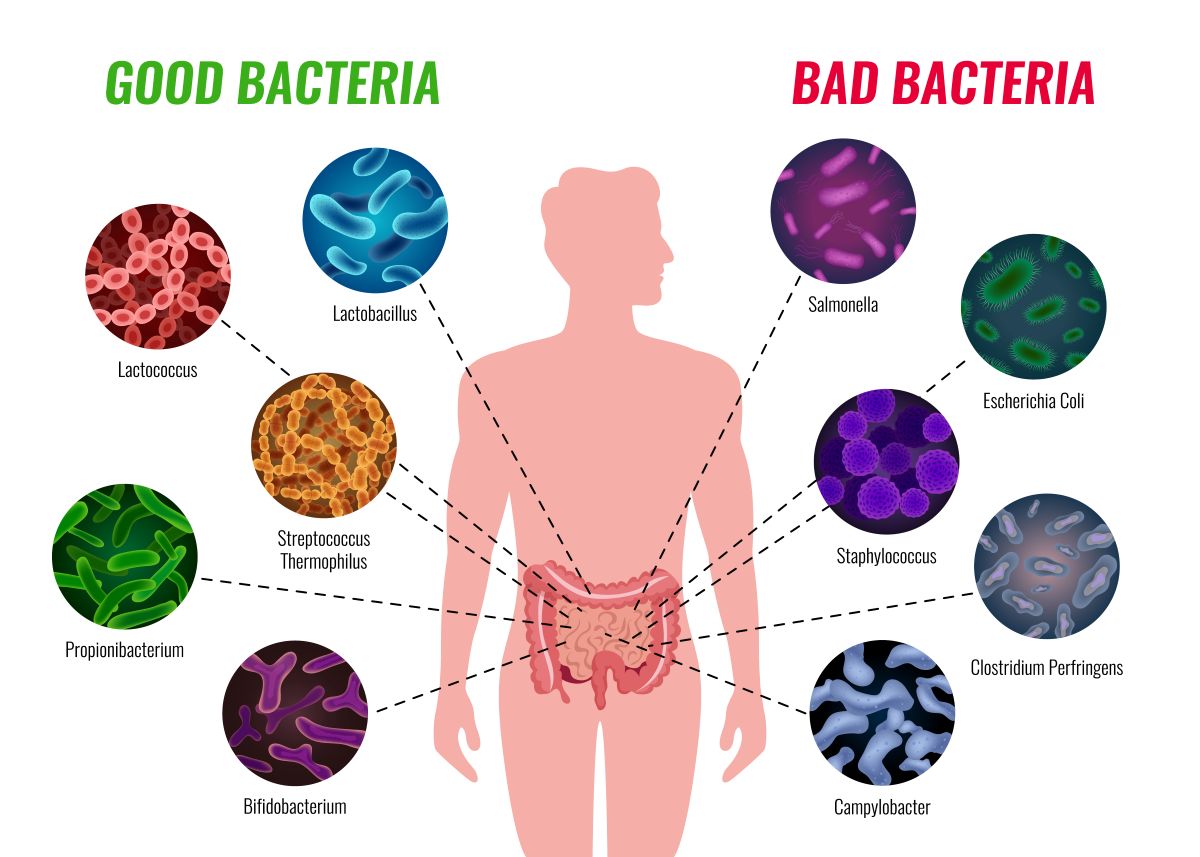 probiotika prospesne a neprospesne - infografika